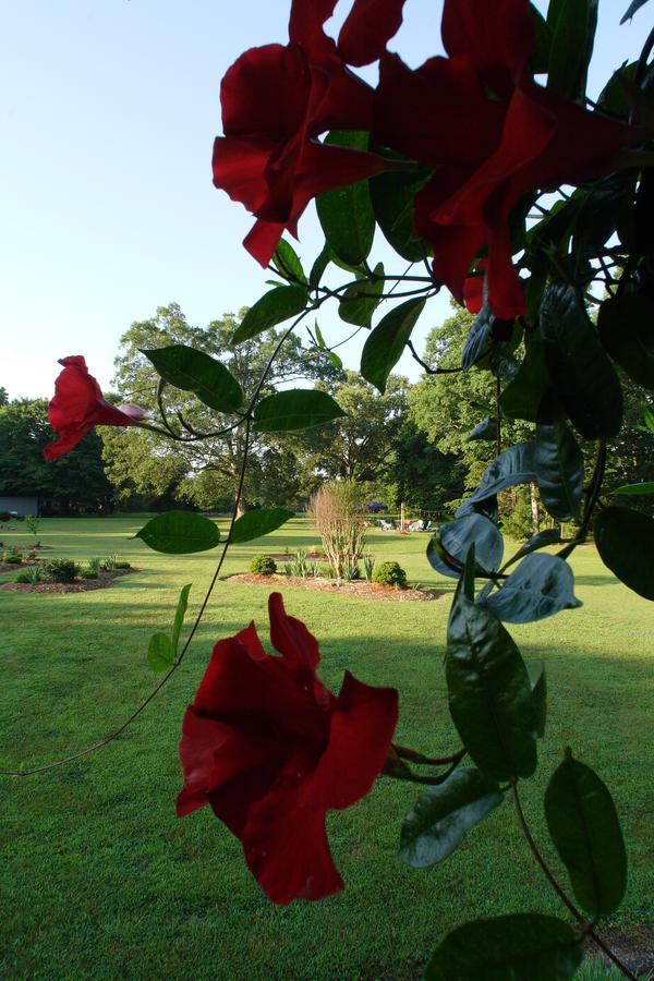 Seven Oaks Bed & Breakfast Highpoint Eksteriør billede